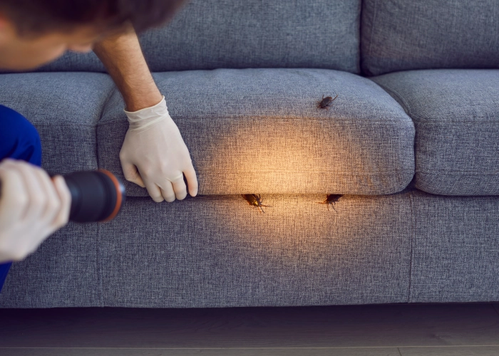 Behandlung von Bettwanzen in Ansbach 91522